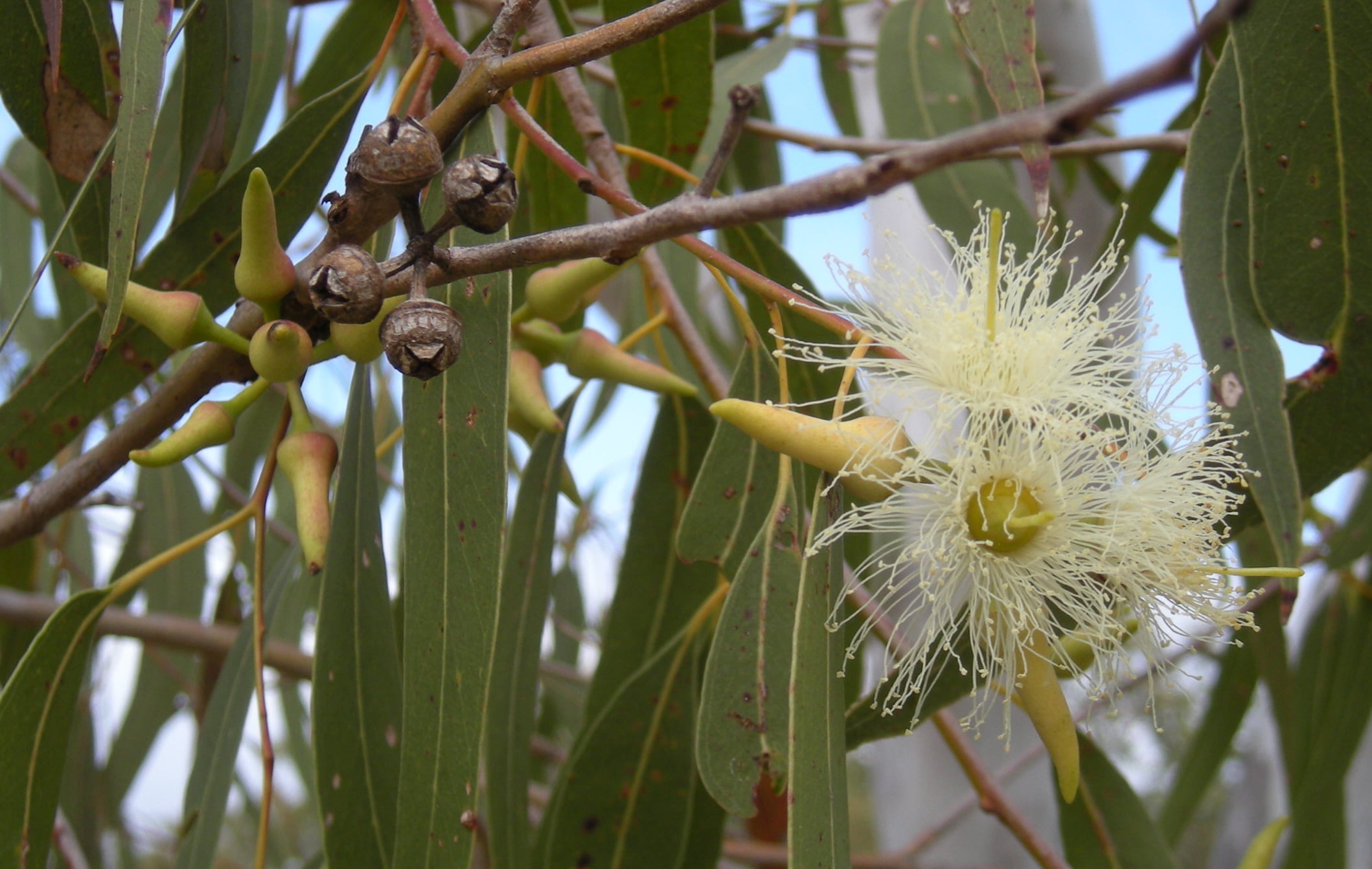 Eucalyptus_tereticornis_flowers,_capsules,_buds_and_foliage