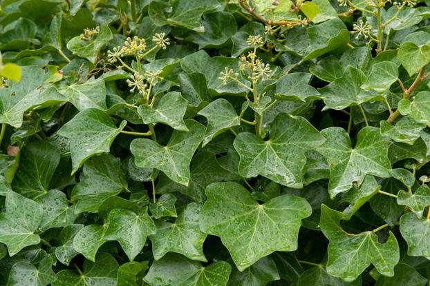 Hedera-helix