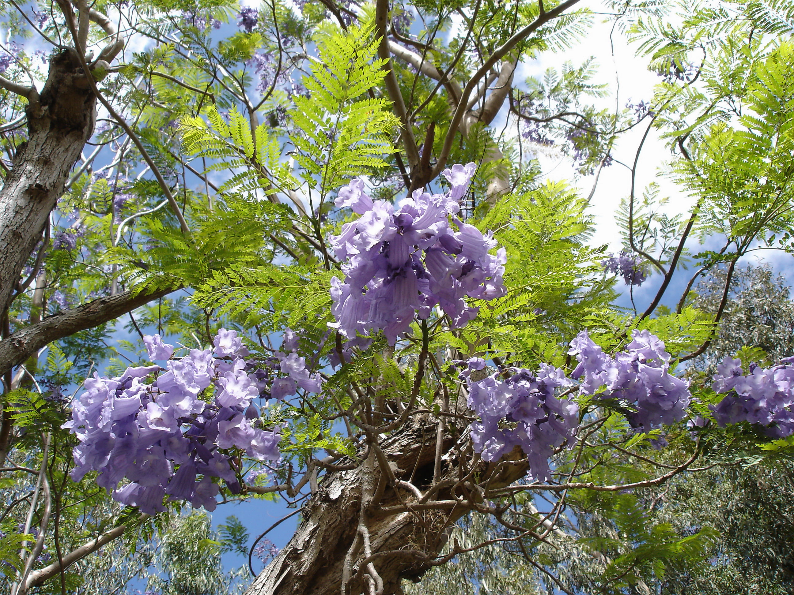 Jacaranda-mimosifolia-Mascarin