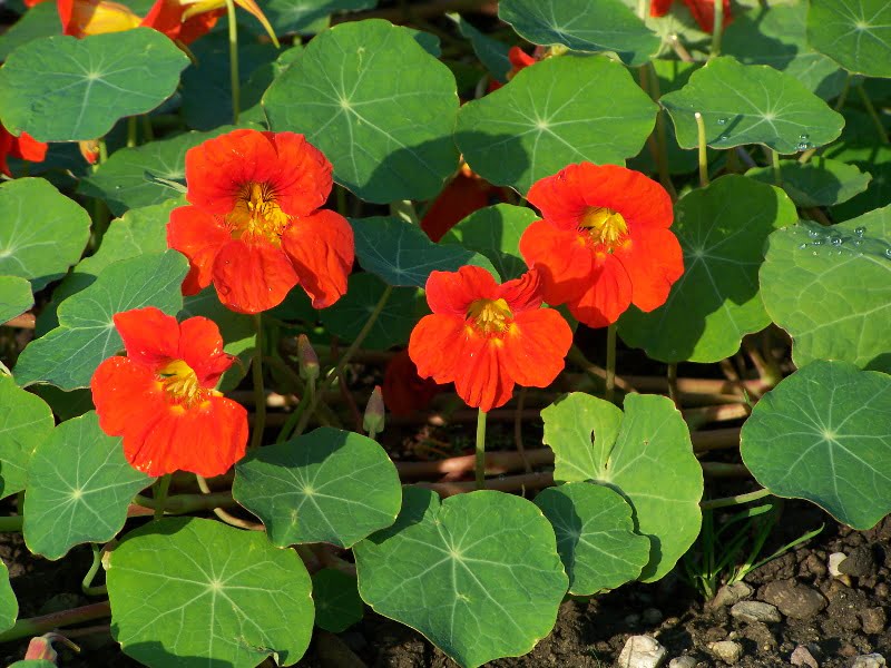 Tropaeolum_majus2