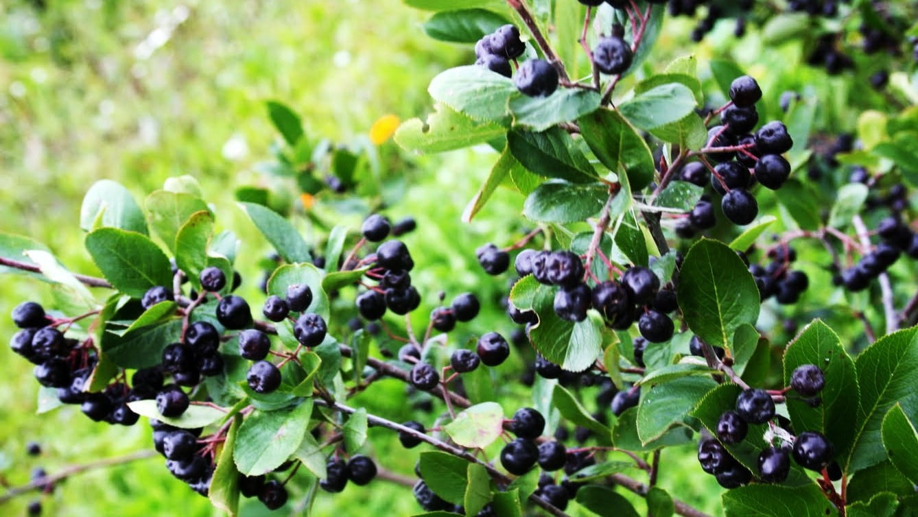 aronia-berries2