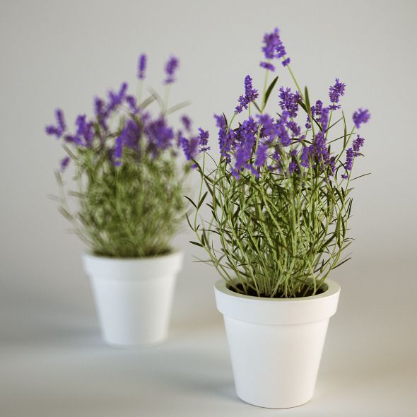 lavanda_vaso