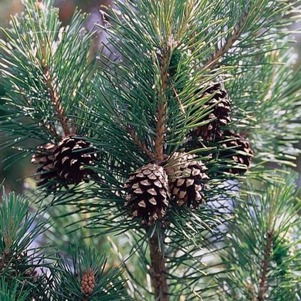 pinus_sylvestris_2_1_1_