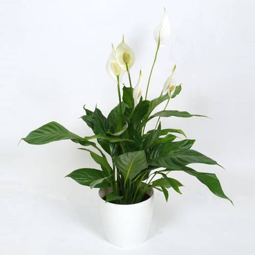 planta-de-interior-spathiphyllum-cachepo-branco_PT_500_0010108