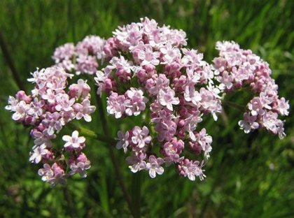 valeriana-