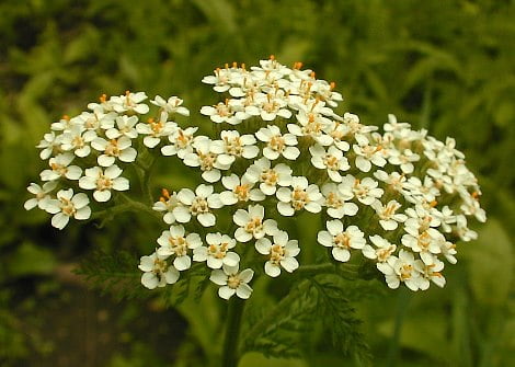 yarrow1